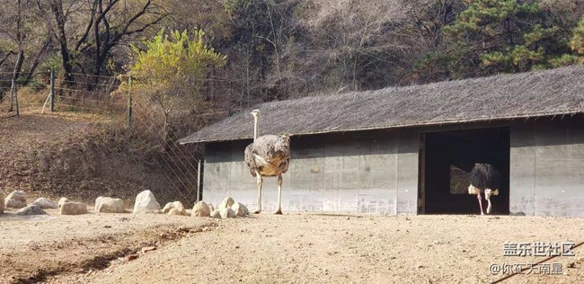 沈阳星部落看动物观熊猫活动回顾贴