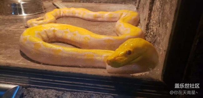 沈阳星部落看动物观熊猫活动回顾贴