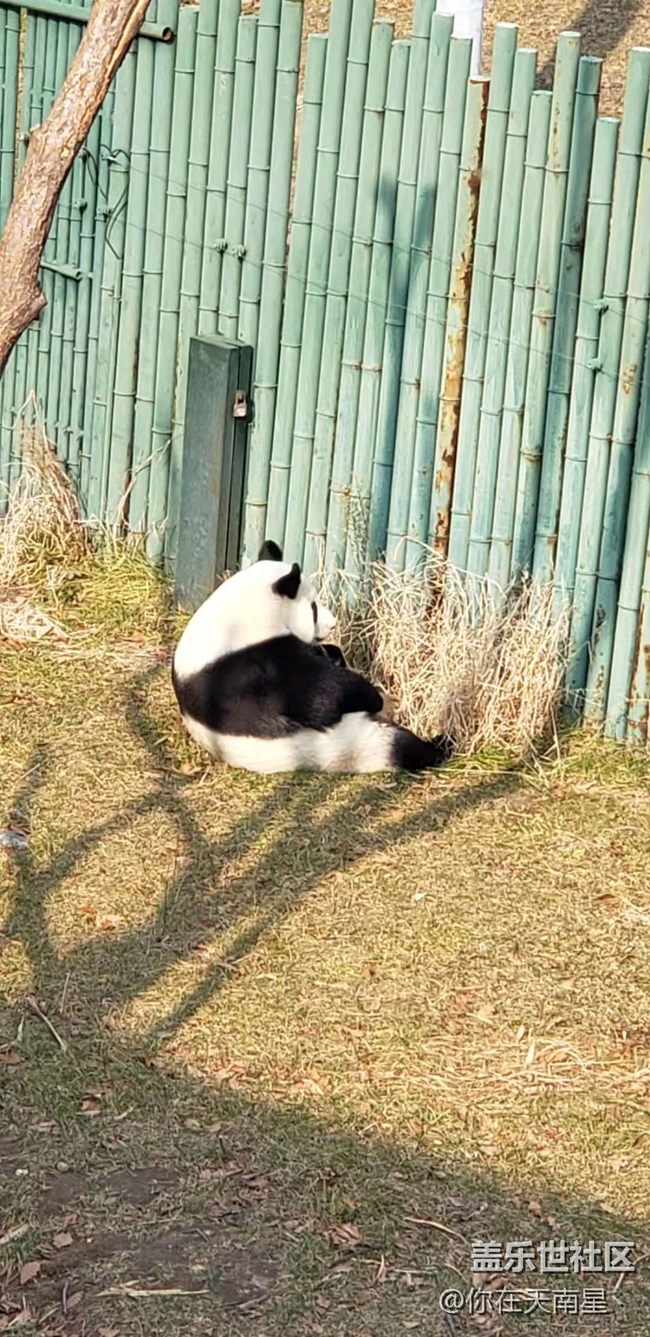 沈阳星部落看动物观熊猫活动回顾贴