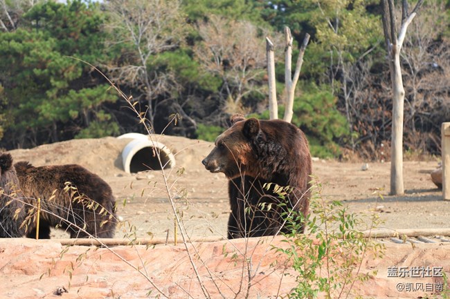 一篇有内容的动物园回顾贴