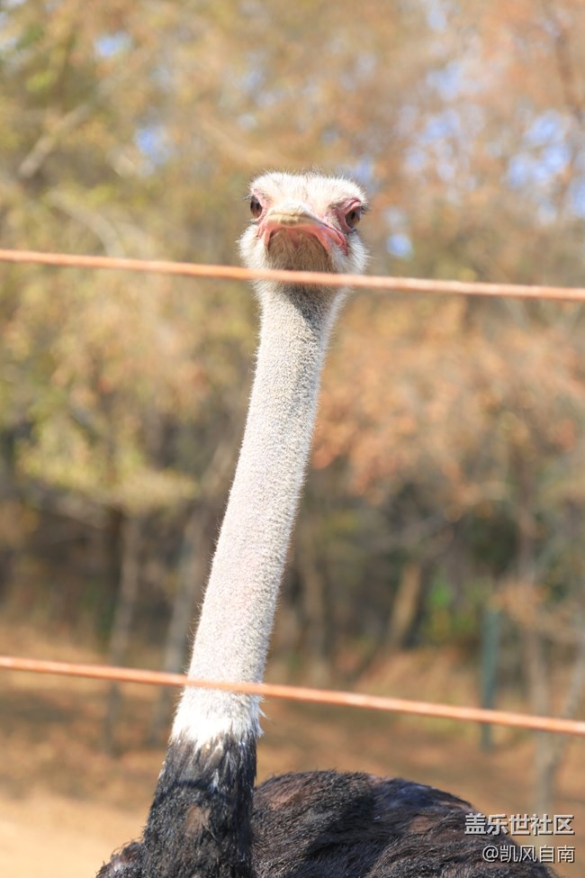 一篇有内容的动物园回顾贴