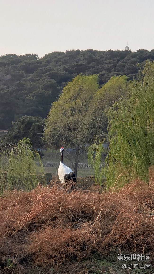 一篇有内容的动物园回顾贴