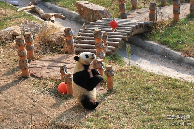 一篇有内容的动物园回顾贴