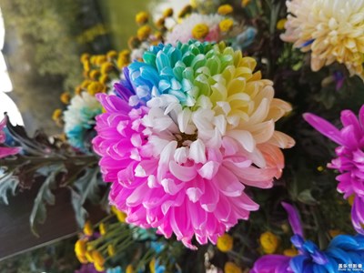 开封菊展