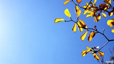 【为中国添色】秋 小品（一） （大众组）