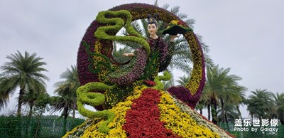 厦门菊花展