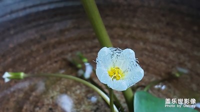 小花小草来一波