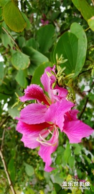 花花