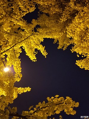 夜拍银杏