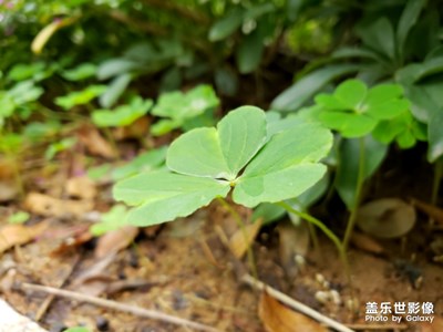 只找到三叶草，还没见过四叶草长什么样