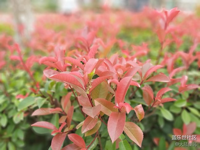 【A9s 一机走天下】郑州站 龙门石窟实拍体验