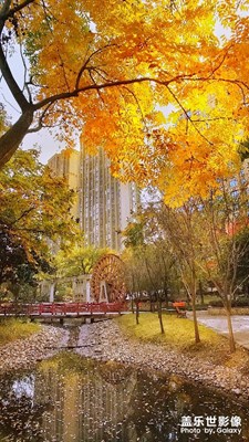 【拾忆】+又见初冬那遍金黄
