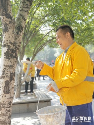 为树木刷白灰安全越冬