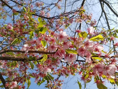 樱花1