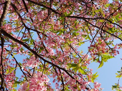 樱花3