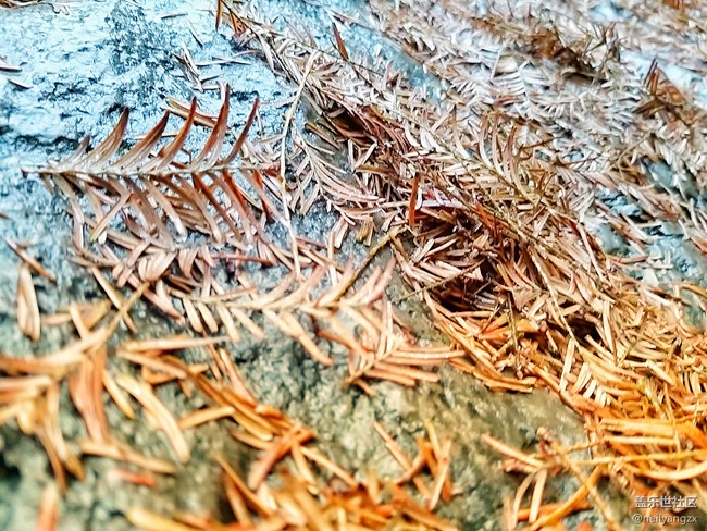 适用范围最广四摄 三星A9s 拍照体验分享