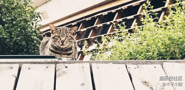 路边的一只小猫咪