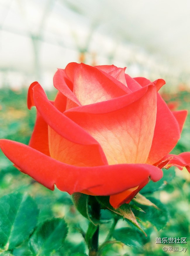 【A6s星粉体验团】掌中惊艳,性价比极高的智能手机 【A6s星粉体验团】掌中惊艳,性价比极高的智能手机