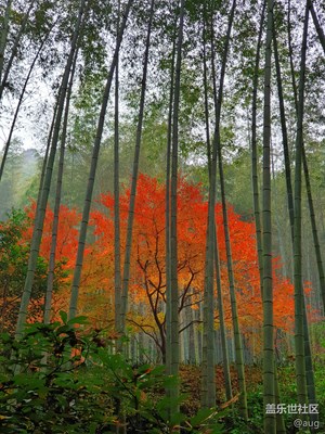 【纬度的色彩】+红色秋枫