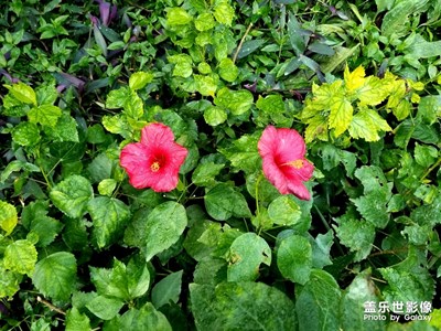 探寻热带雨林的花草树木