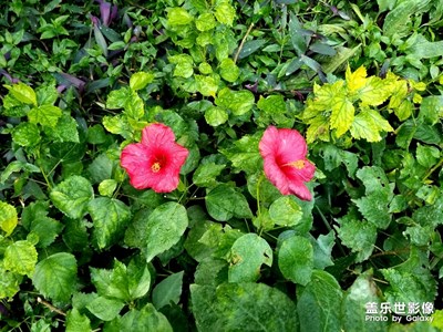 探寻热带雨林的花草树木