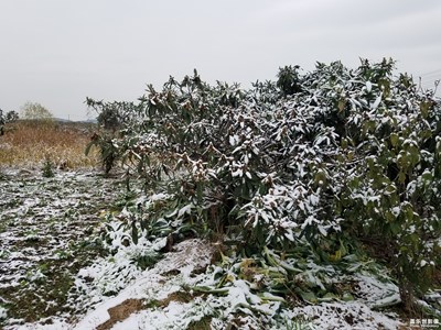 【纬度的色彩】+今冬的第一场雪