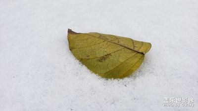 【南方的雪】+千呼万唤才来的南方的雪