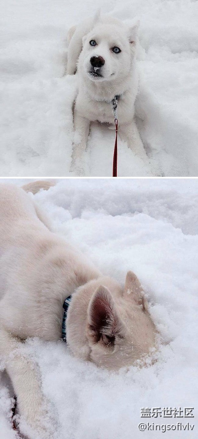 “ 南方人 ” 第一次见雪。。。