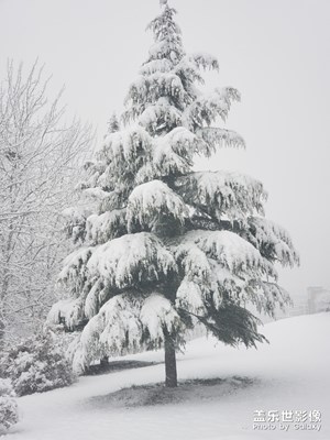 烟台雪景