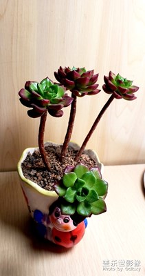 这是啥花。。。。。。。。。。。