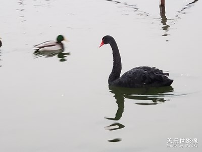 黑天鹅