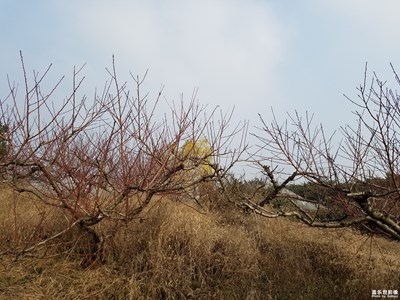 【回首2018】+那一抹枇杷花