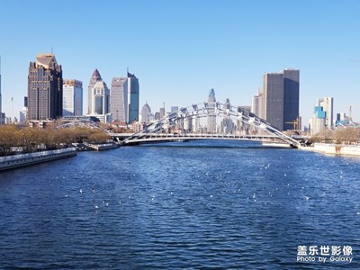 海河上的海鸥