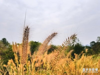 知否知否，应是绿肥红熟