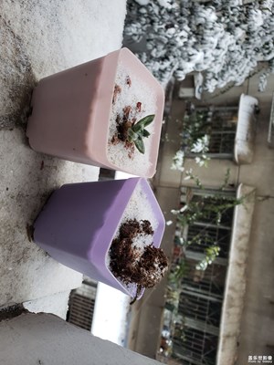 喜欢下雪，还几年没见过这么大的雪了