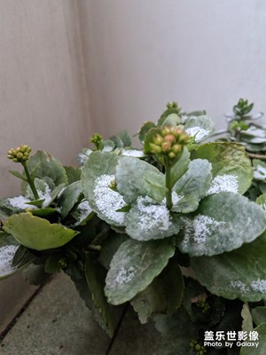 雪中绿叶