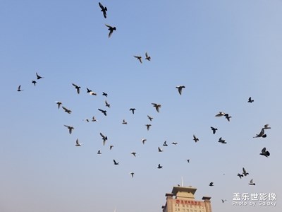 新年鸽