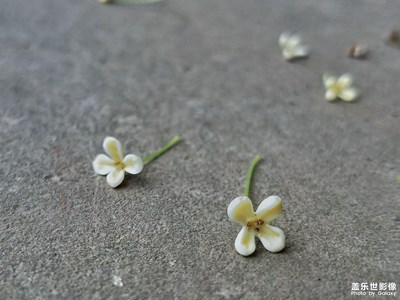 桂花