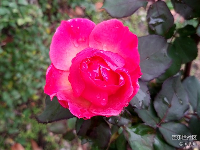 【A9s星粉体验团】2019年的第一次玩机 魅力“四摄”三星A9s