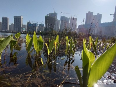 【迎春万象】+新芽