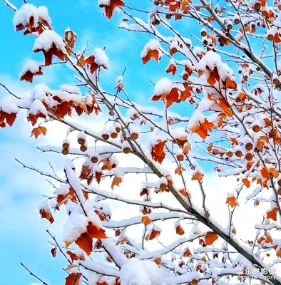 盐湖城，一场不期而至大雪