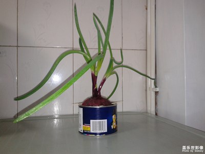【迎春万象】+准备过春节