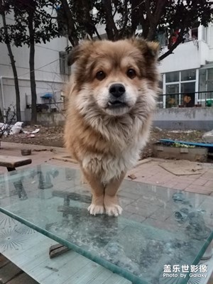 憨子