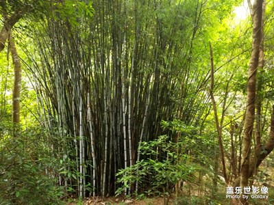 野人沟第二部分