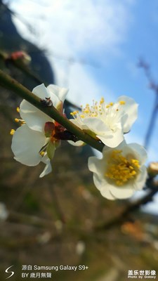 在大寒里期盼春天