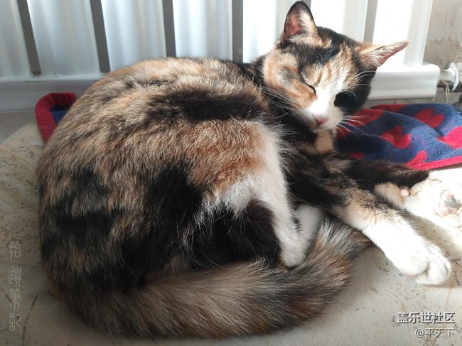 【A9s星粉体验团】四摄合一，拍什么都省心