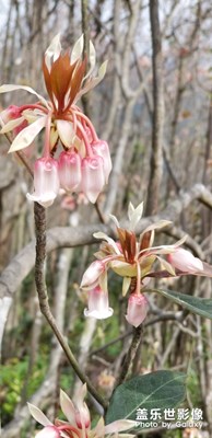 【色彩】+梧桐山花烂漫