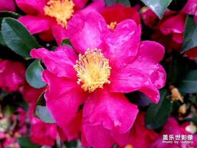 【春的畅想】+盛开的山茶花