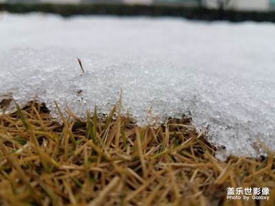 雪中生机