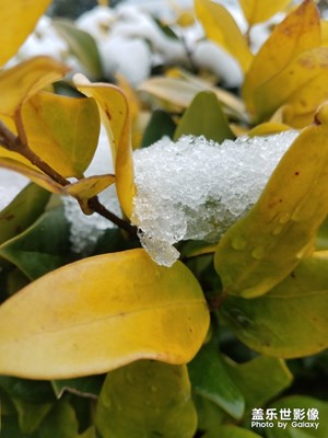 雪后冬青